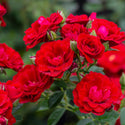 Cherry Frost Climbing Rose 5 Gal