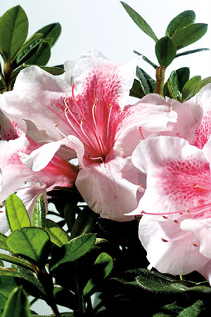 Autumn Chiffon Encore Azalea 2&amp;3 Gal