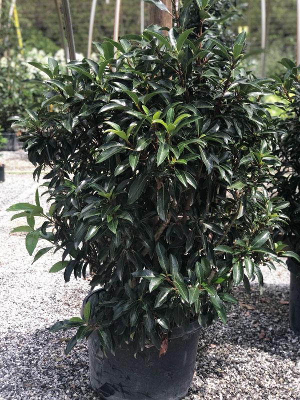 Chindo Viburnum 15 Gal