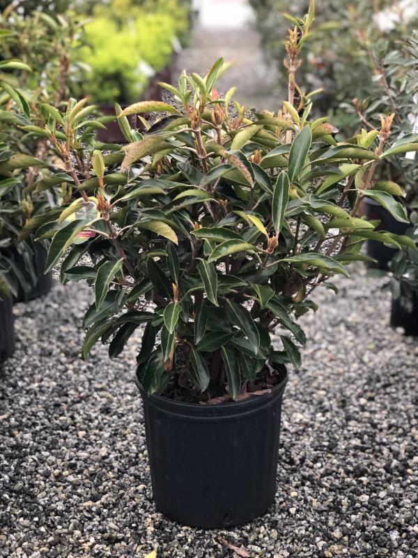 Chindo Viburnum 3 Gal