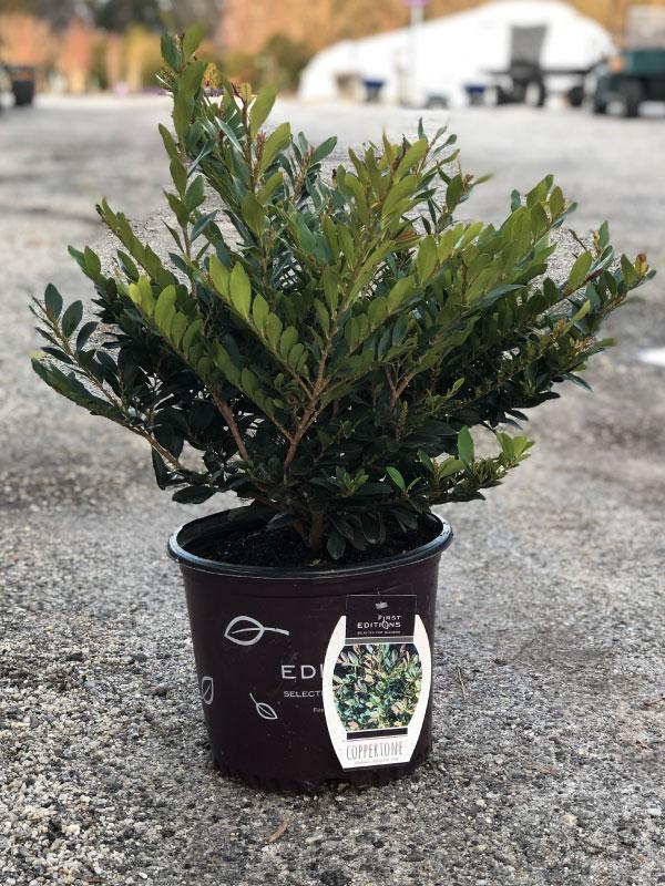 Coppertone Distylium 3 Gal