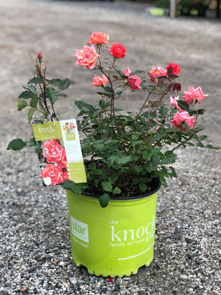 Coral Knockout Rose 2&3 Gal