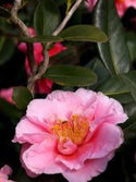 Corkscrew Camellia Jap 3 Gal