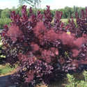 Winecraft Black Smoketree 2&3 Gal