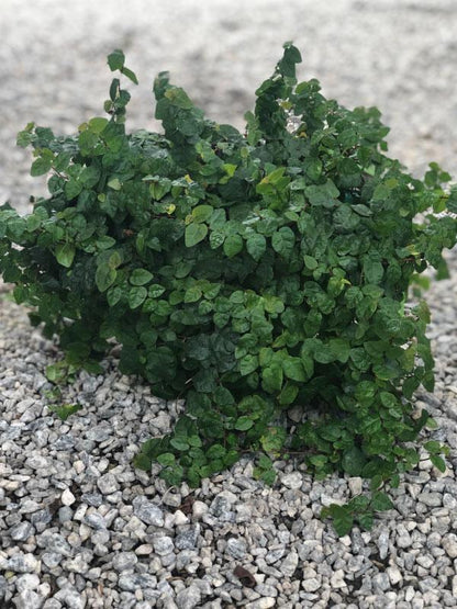 Creeping Fig