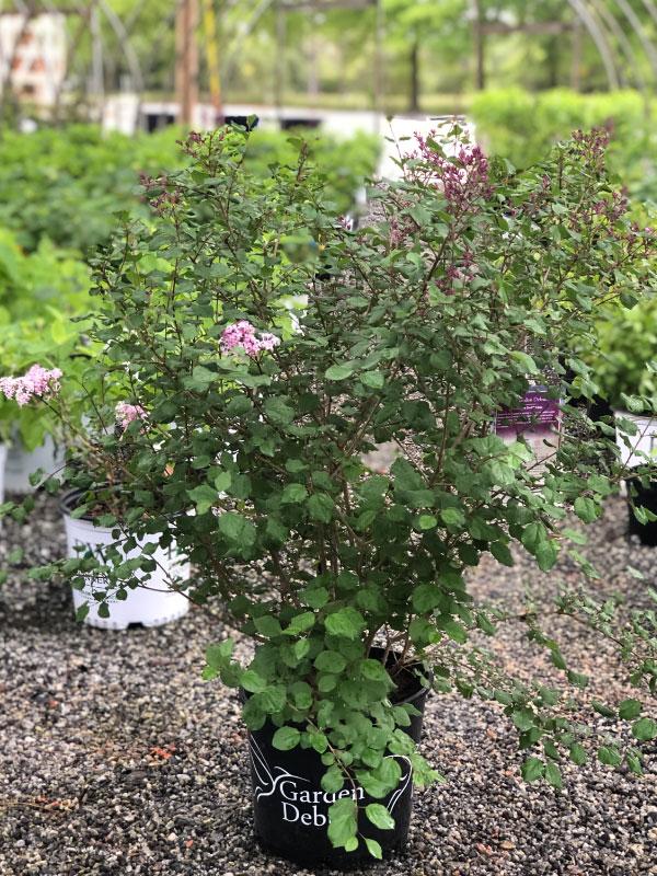 Crimson Doll Lilac 3 Gal