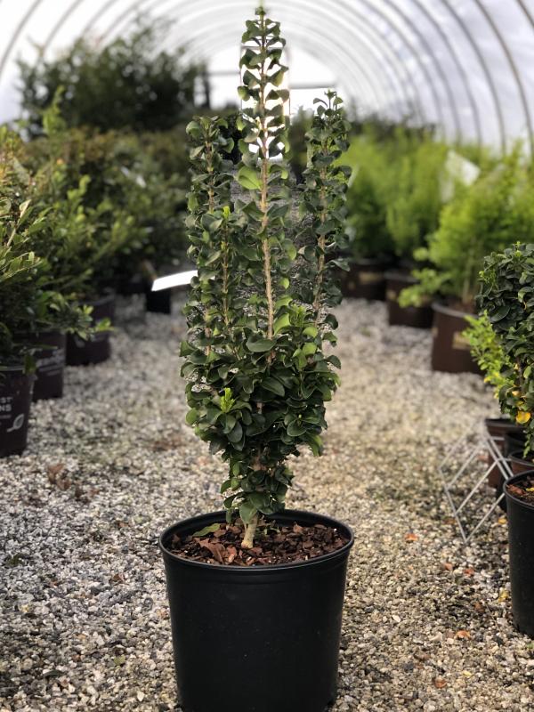 Curly Leaf (L.coriaceum) Ligustrum 3 Gal