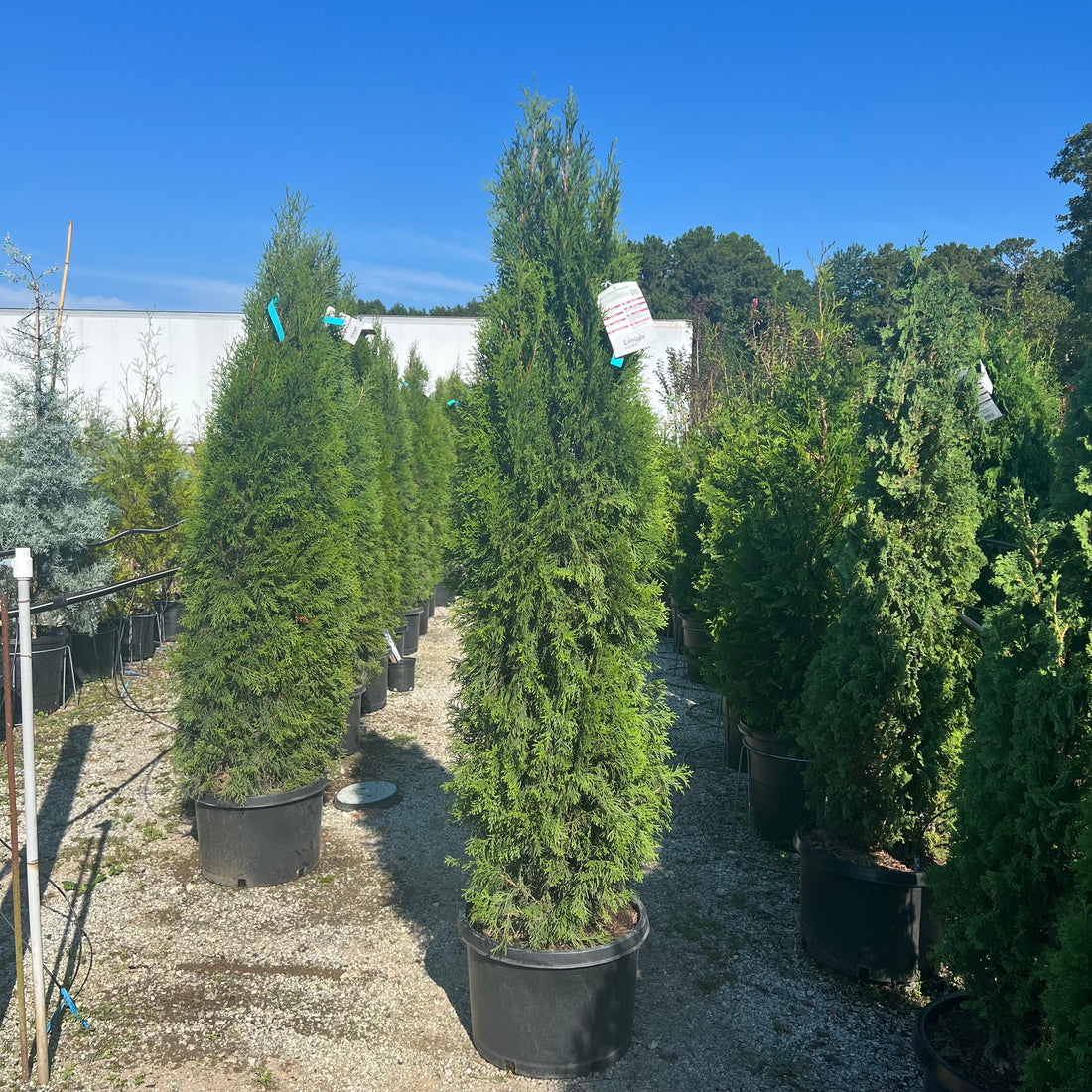 Emerald Green Arborvitae