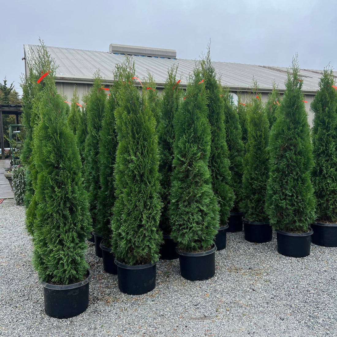 Emerald Green Arborvitae