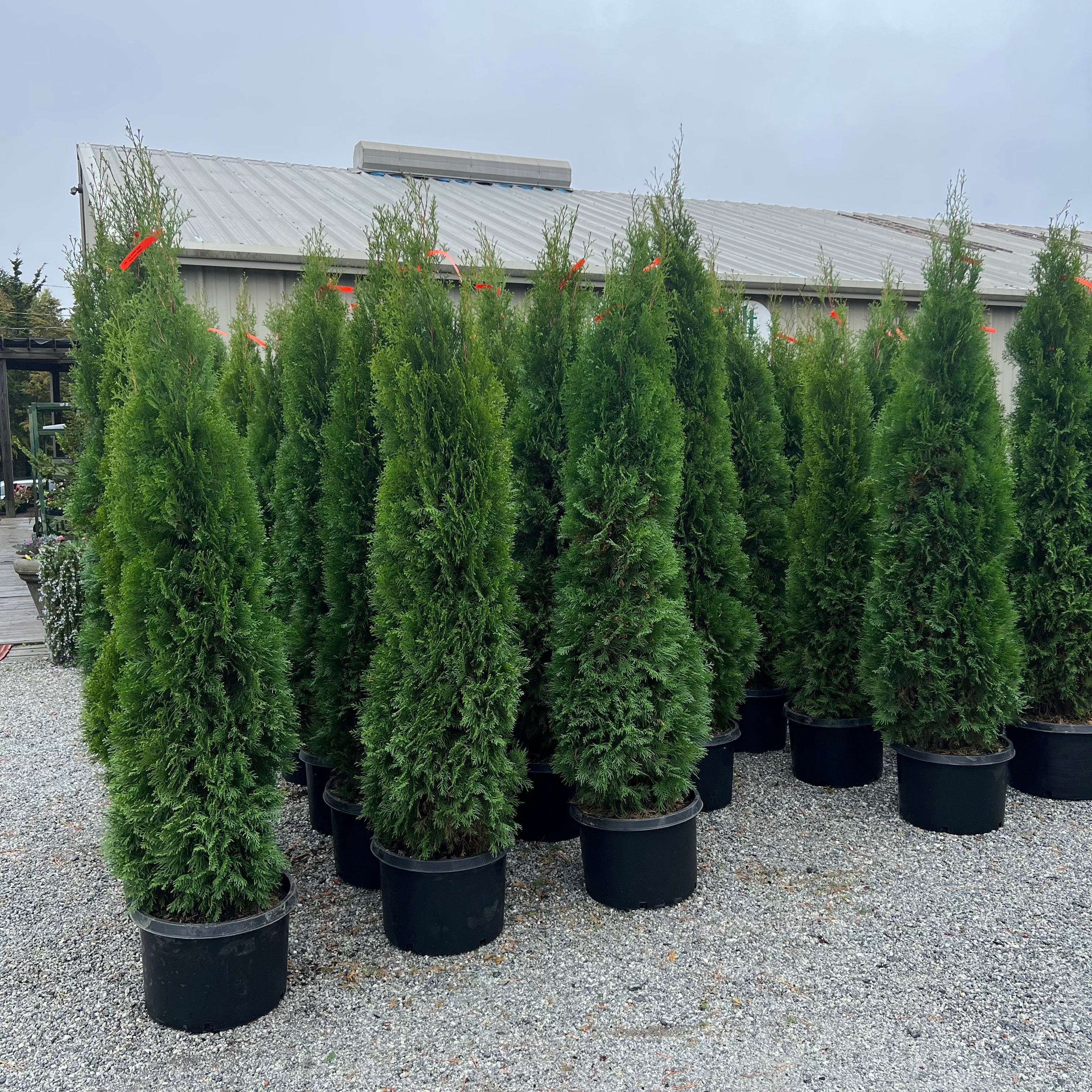 Emerald shop green arborvitae