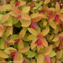Double Play Big Bang Spirea 3 Gal