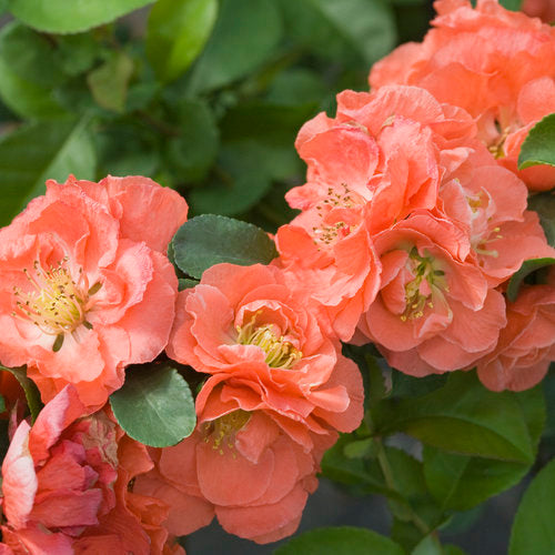 Double Take Peach Quince 2 Gal