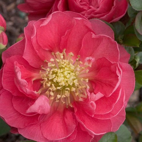 Double Take Pink Quince 2 Gal