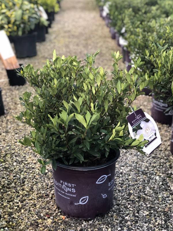Double Mint Gardenia 3 Gal