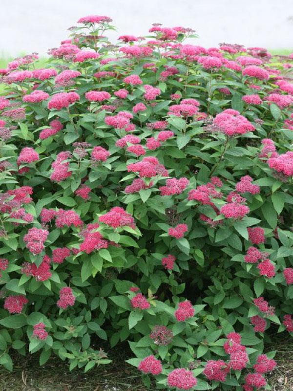 Double Play Red Spirea 3 Gal