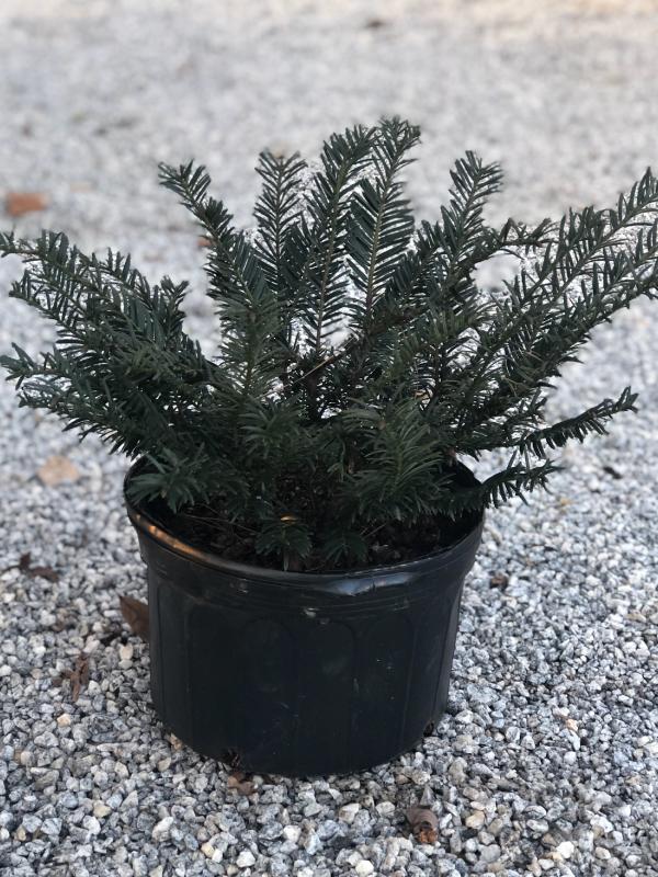 Duke Gardens Yew 3 Gal