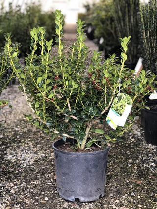 Dwarf Burford Holly 3 Gal