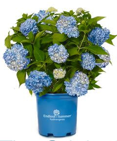 Endless Summer Hydrangea 2&amp;3 Gal