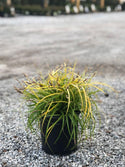Everillo Carex 1 Gal