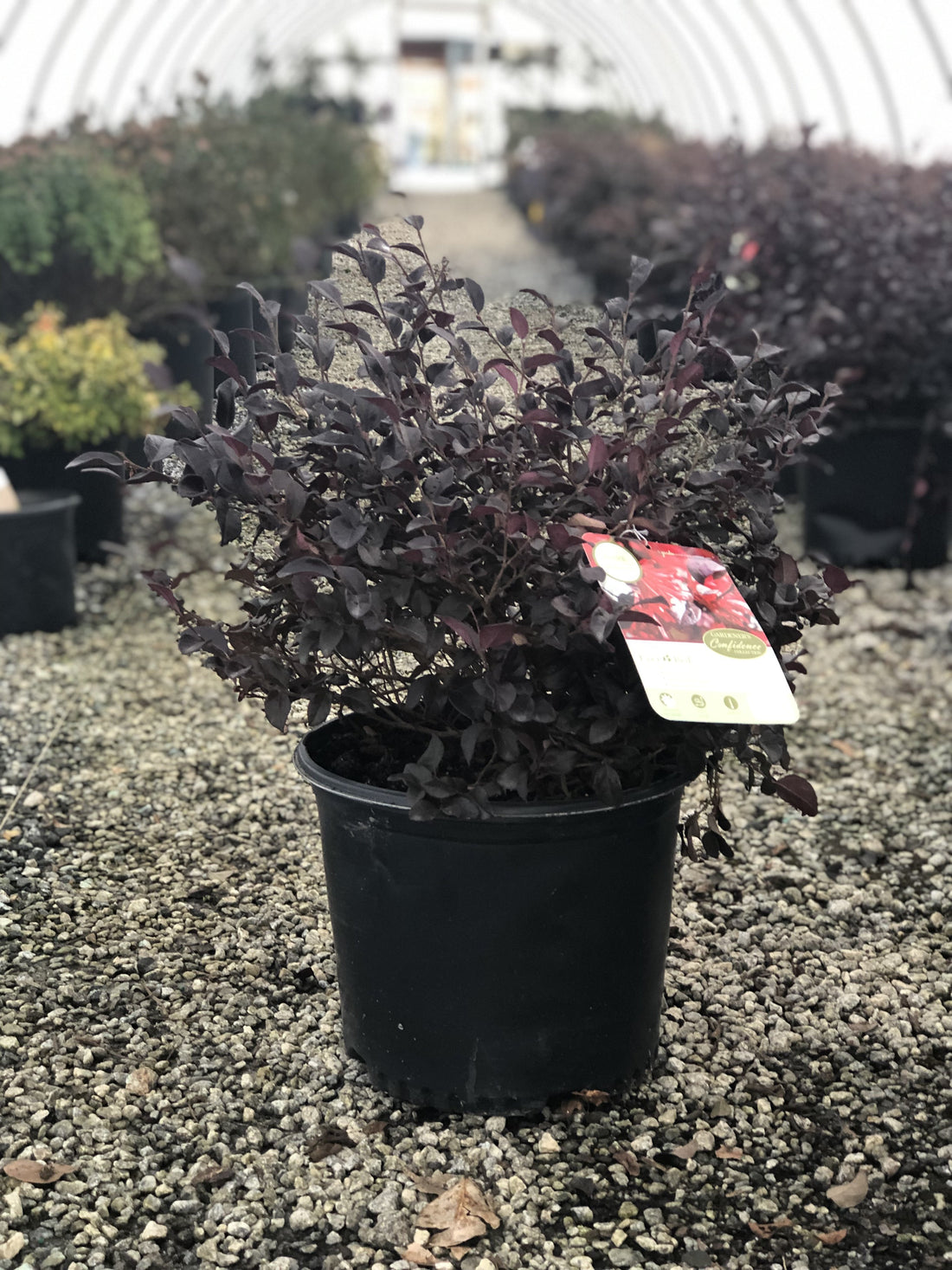 Ever Red Loropetalum 2&3 Gal