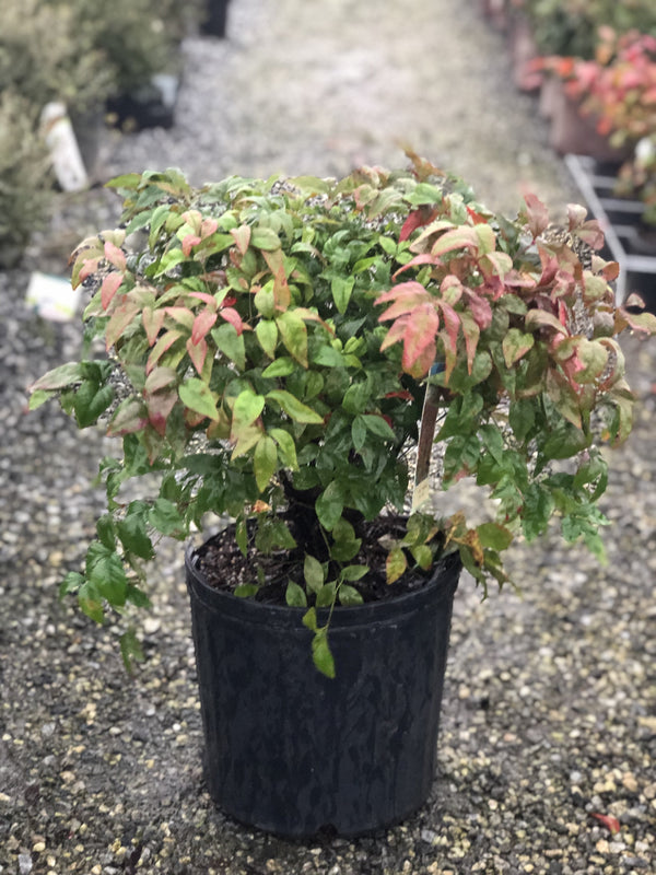 Firepower Nandina 3 Gal