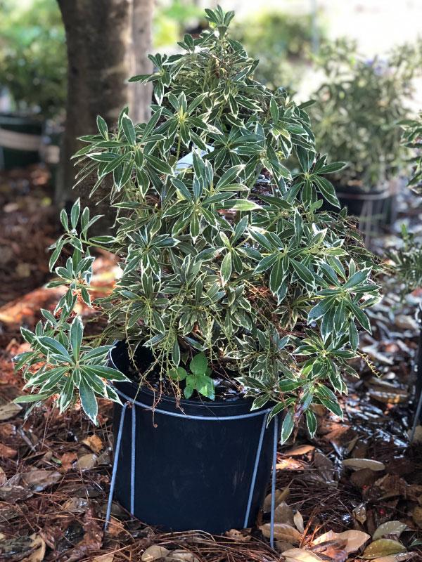 Flaming Silver Pieris 3 Gal