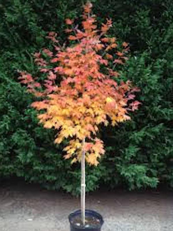Flashfire Sugar Maple 15 Gal