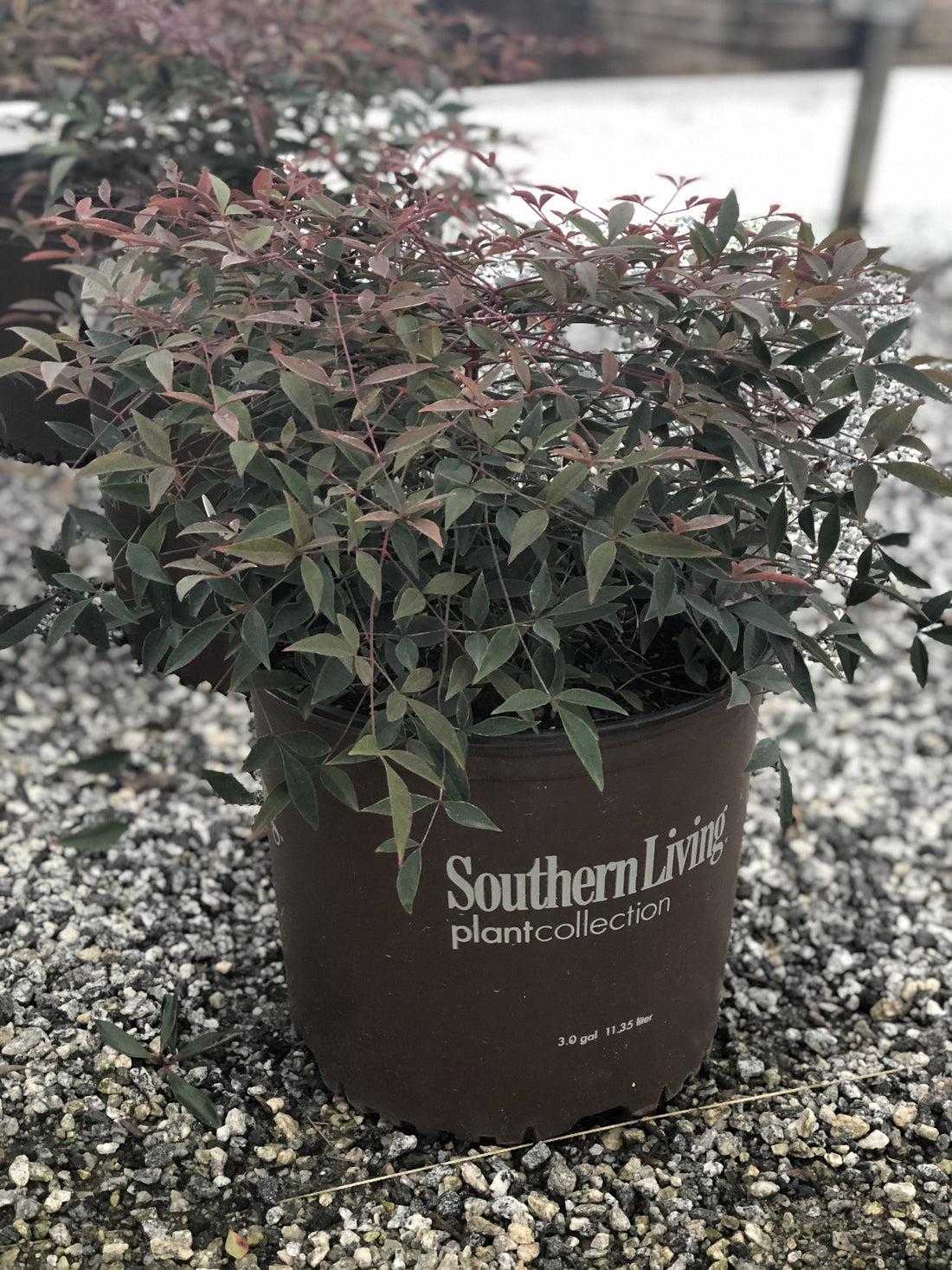 Flirt Nandina 3 Gal