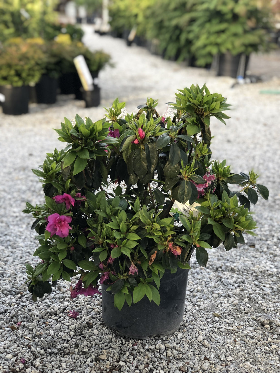 Formosa Azalea 3 Gal