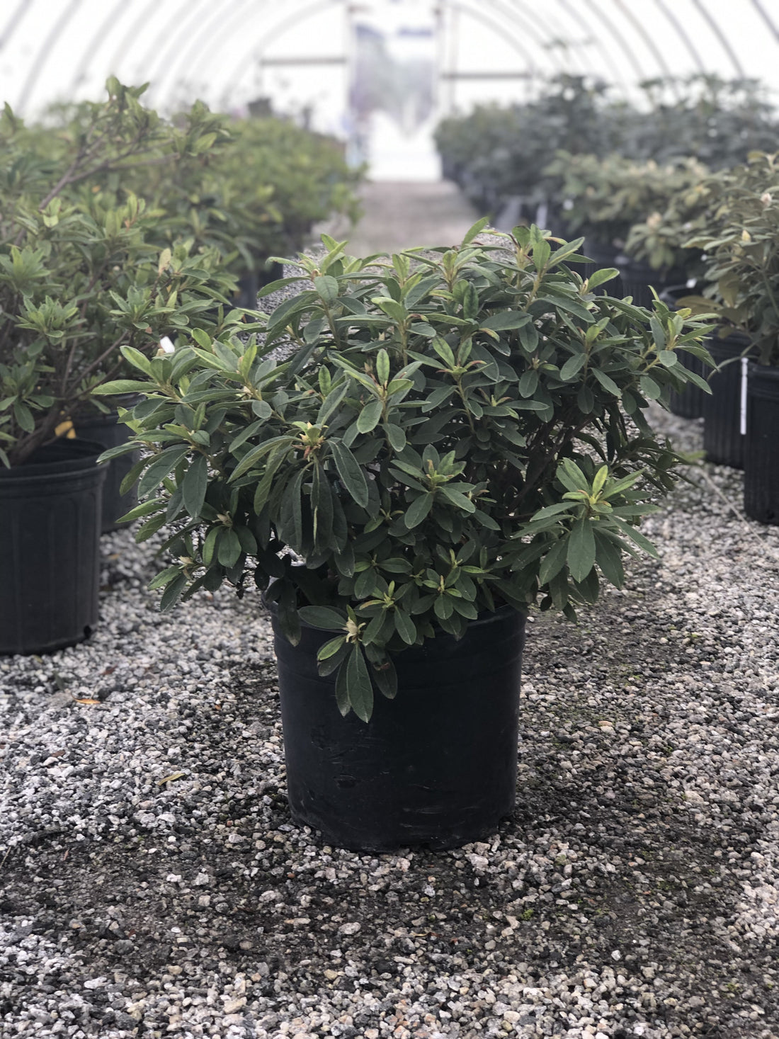 GG Gerbing Azalea 3 Gal