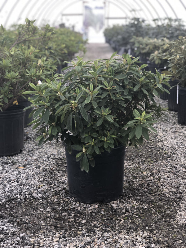 GG Gerbing Azalea 3 Gal