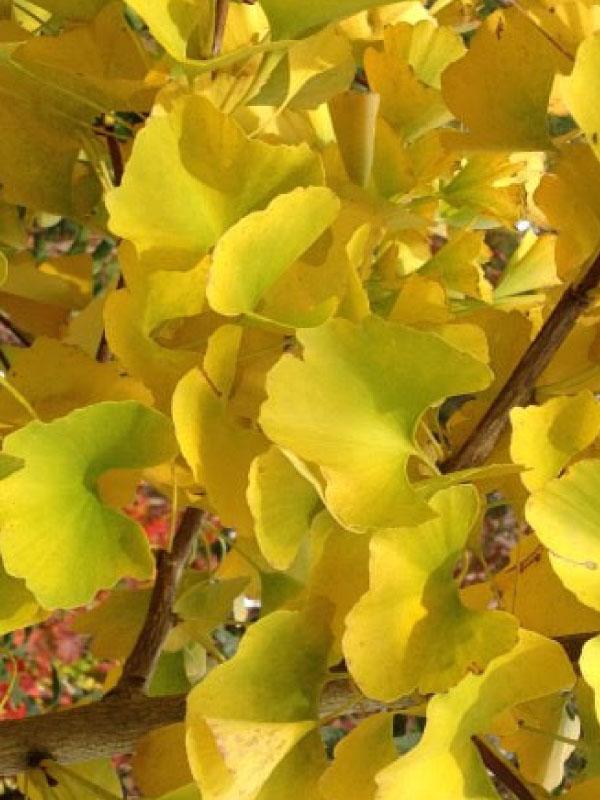 Golden Globe Ginkgo 15 Gal