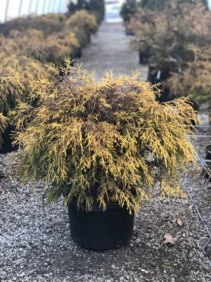 Gold Mop Cypress 3 Gal