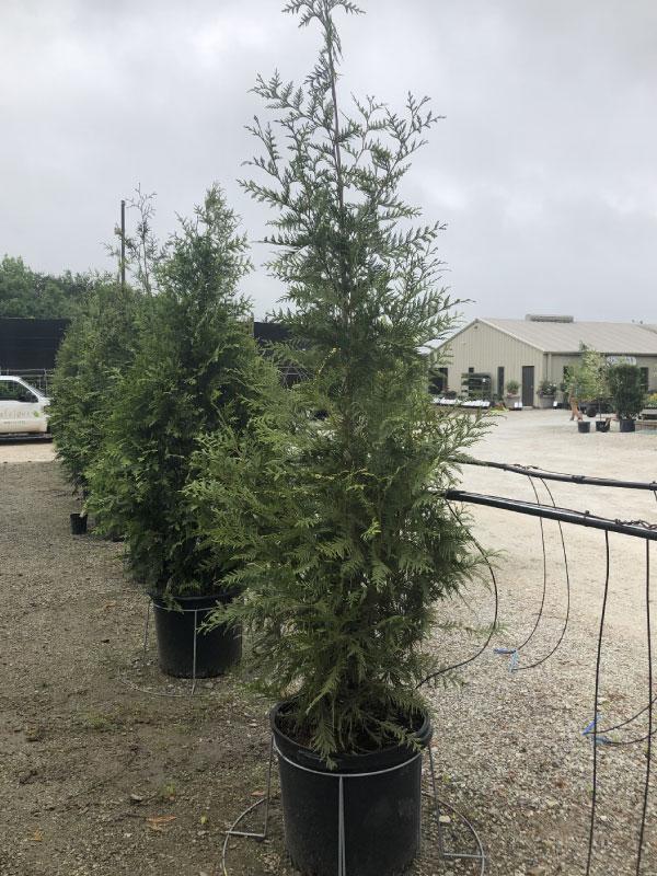 Green Giant Arborvitae 15 Gal
