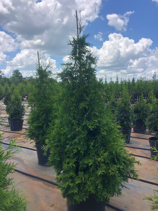 Green Giant Arborvitae 30 Gal