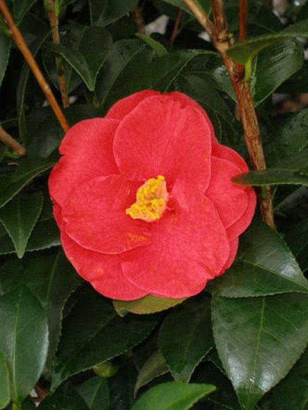 Greensboro Red Camellia Jap. 3/5 Gal