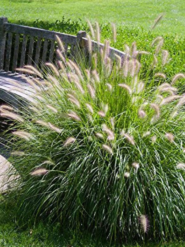 Hameln Dwarf Fountain Grass 3 Gal