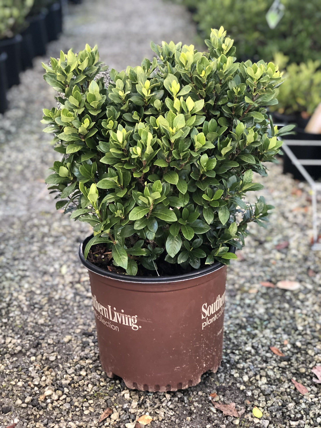 Heaven Scent Gardenia 3 Gal