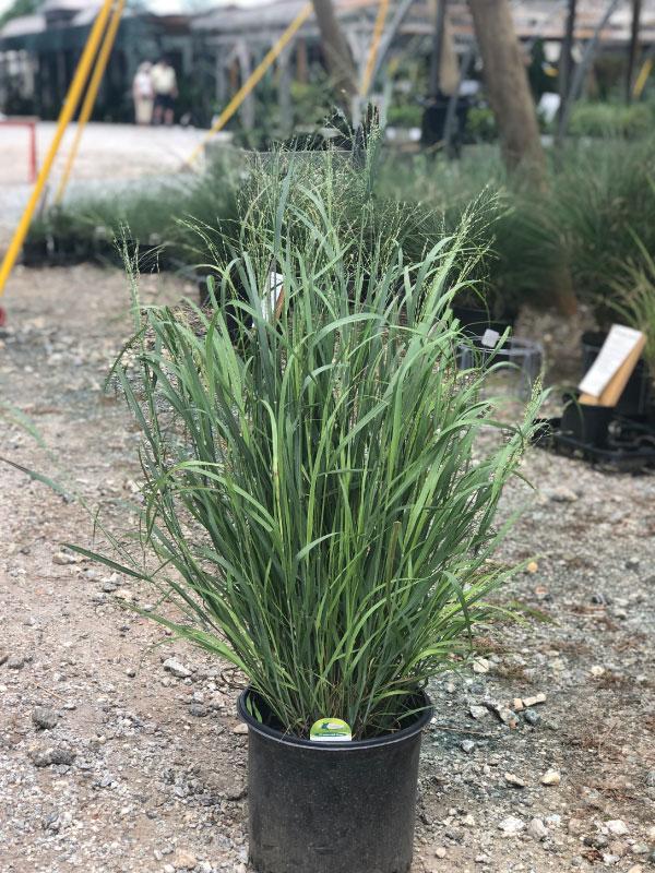 Heavy Metal Switch Grass 3 Gal