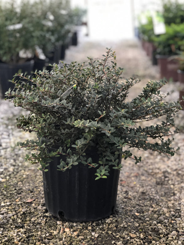 Helleri Holly 2&3 Gal