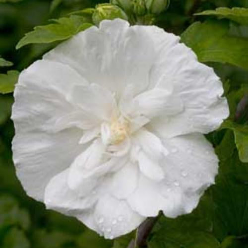 White Chiffon Rose of Sharon 2 Gal