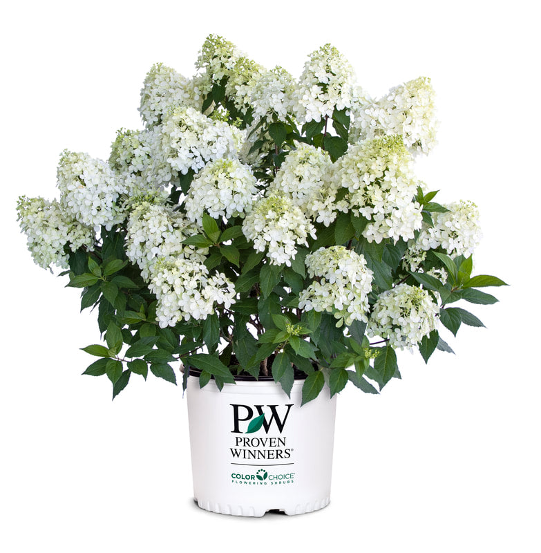 Quick Fire Fab Hydrangea 3 Gal