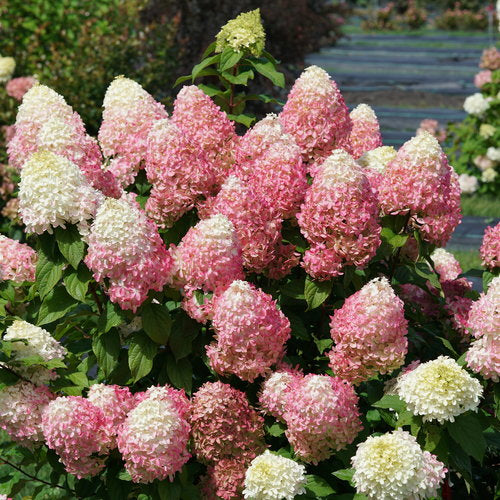 Quick Fire Fab Hydrangea 3 Gal