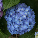 Let's Dance Blue Jangles Hydrangea 2&3 Gal