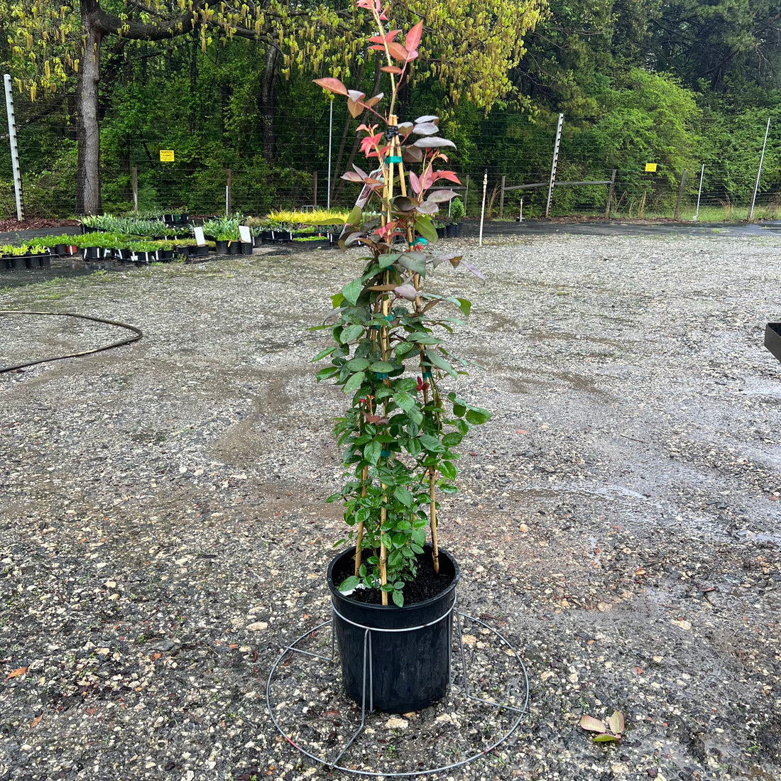 Zephirine Drouhin Climbing Rose 5 Gal