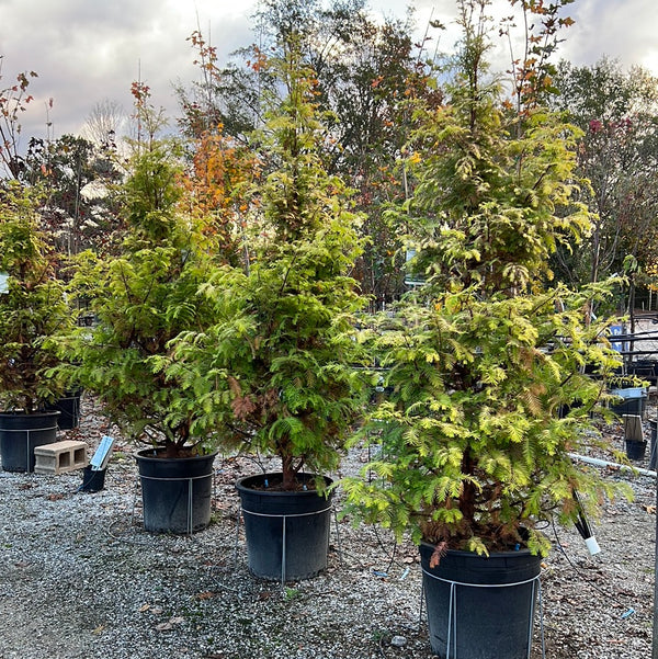 Amber Glow Dawn Redwood 15 Gal