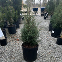 Carolina Sapphire Arizona Cypress 2&3 Gal