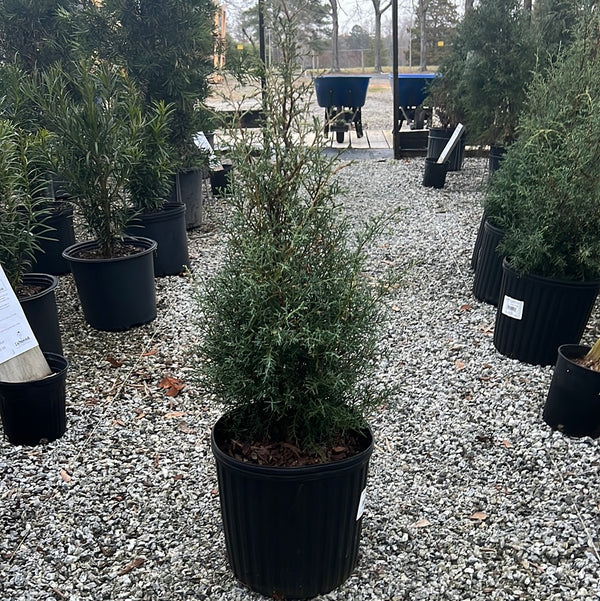 Carolina Sapphire Arizona Cypress 3 Gal
