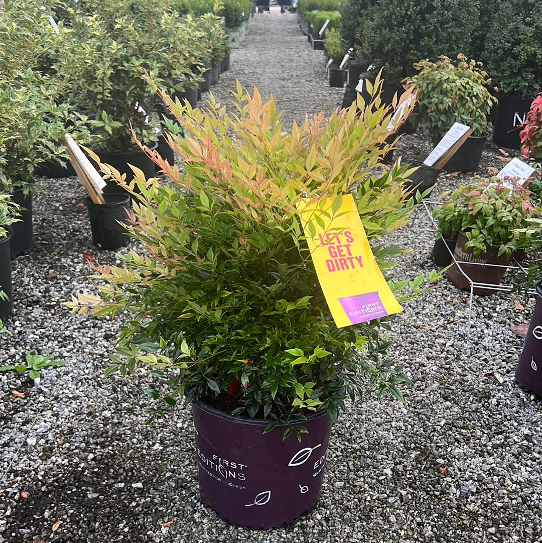 Cool Glow Pomegranate Nandina 3 Gal