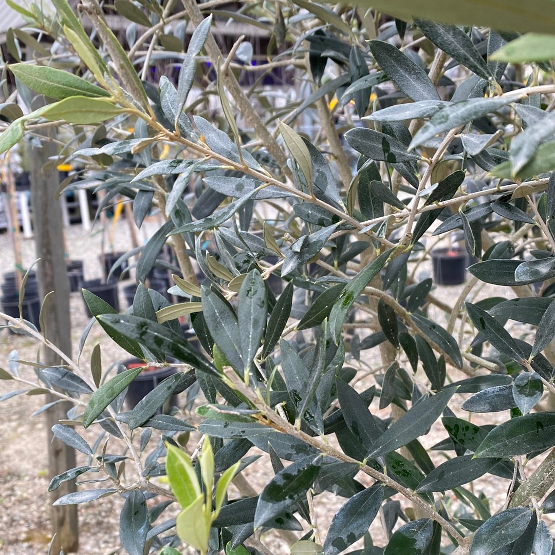Arbequina Olive 15 Gal